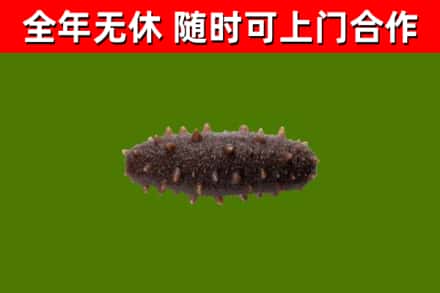 泰安烟酒回收干海参.jpg